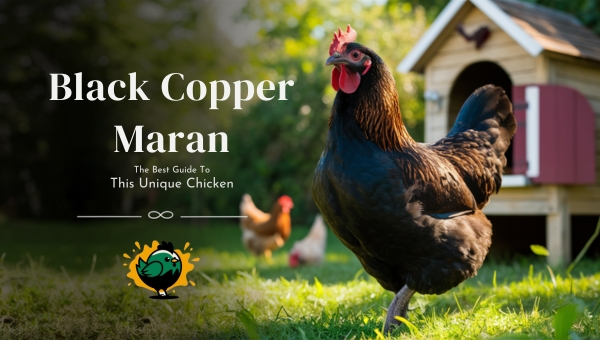 Black Copper Maran