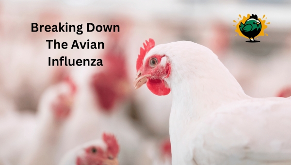 Breaking Down The Avian Influenza