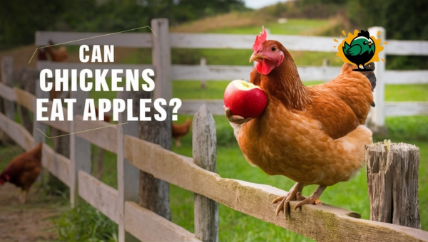 Can Chickens Eat Apples?