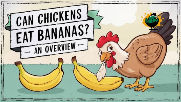 Can Chickens Eat Bananas: An Overview