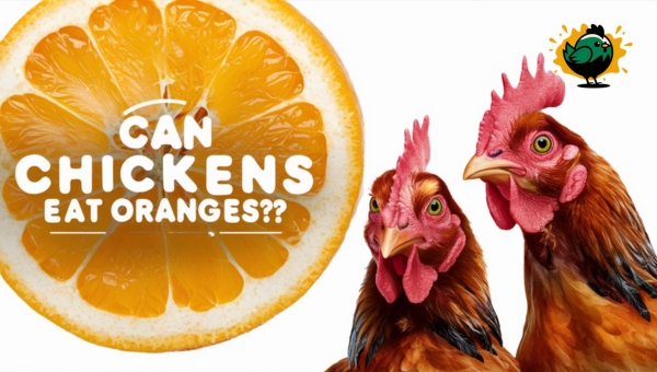 Can Chickens Eat Oranges?