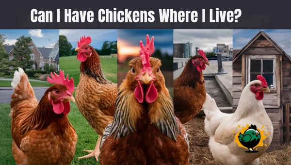 Can I Have Chickens Where I Live?