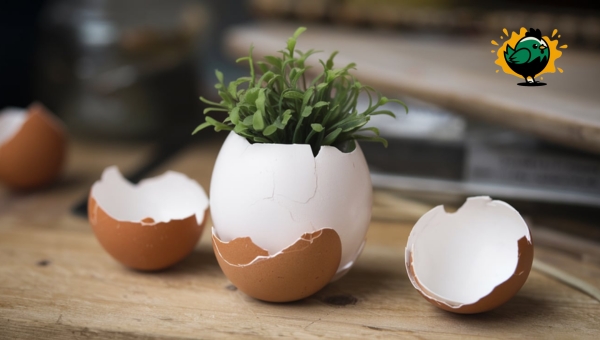 Craft Using Egg Shell