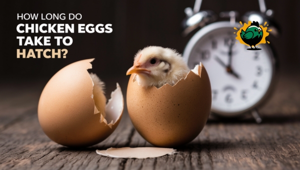 How Long Do Chicken Eggs Take To Hatch?