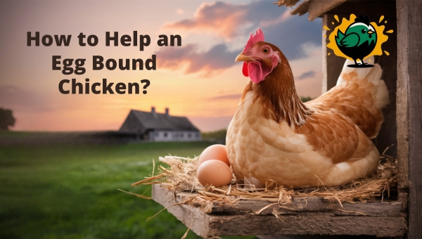How to Help an Egg Bound Chicken?