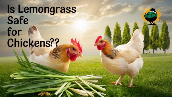 Is Lemongrass Safe for Chickens?