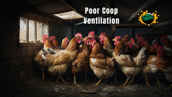 Poor Coop Ventilation