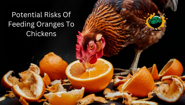 Potential Risks Of Feeding Oranges To Chickens