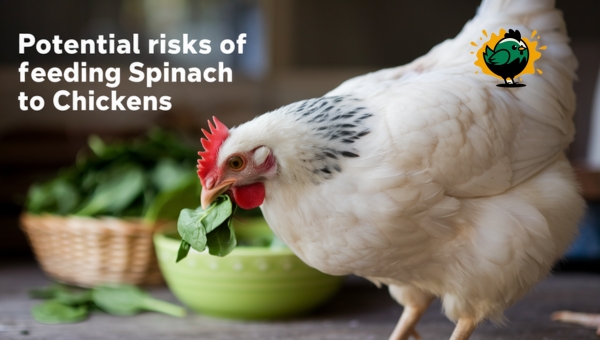 Potential Risks Of Feeding Spinach To Chickens