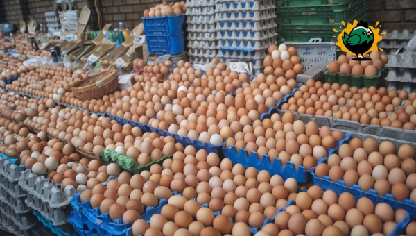 Understanding the Egg Market