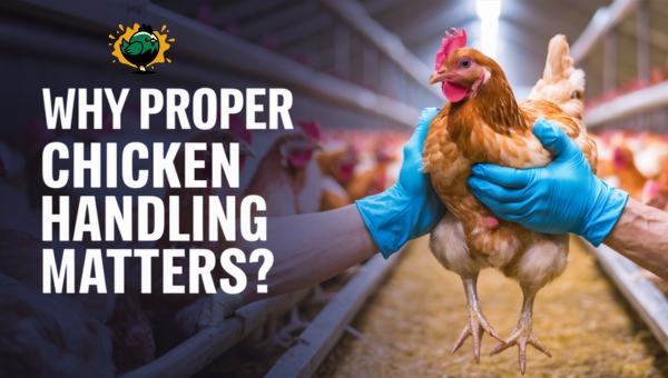 Why Proper Chicken Handling Matters?