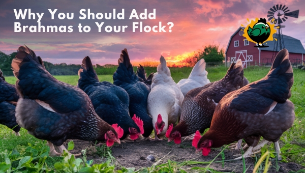 Why You Should Add Brahmas to Your Flock?