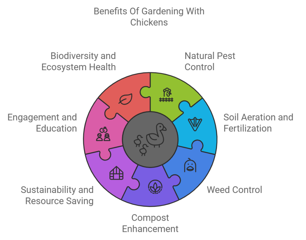 Benefits Of Gardening With Chickens