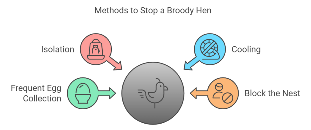 Methods to Stop a Broody Hen