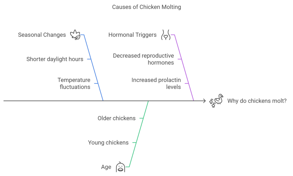 Causes of Chicken Molting