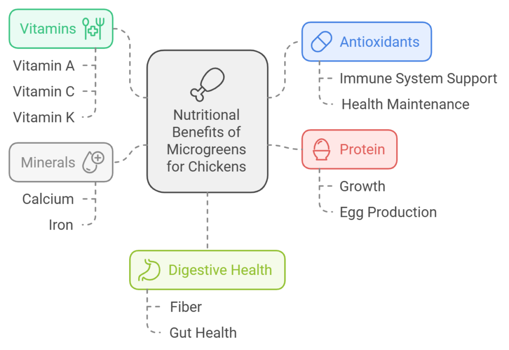 Nutritional Benefits of Microgreens for Chickens