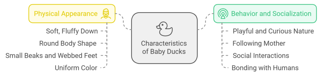 Characteristics of Baby Ducks