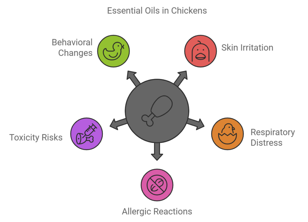 Essential Oils in Chickens