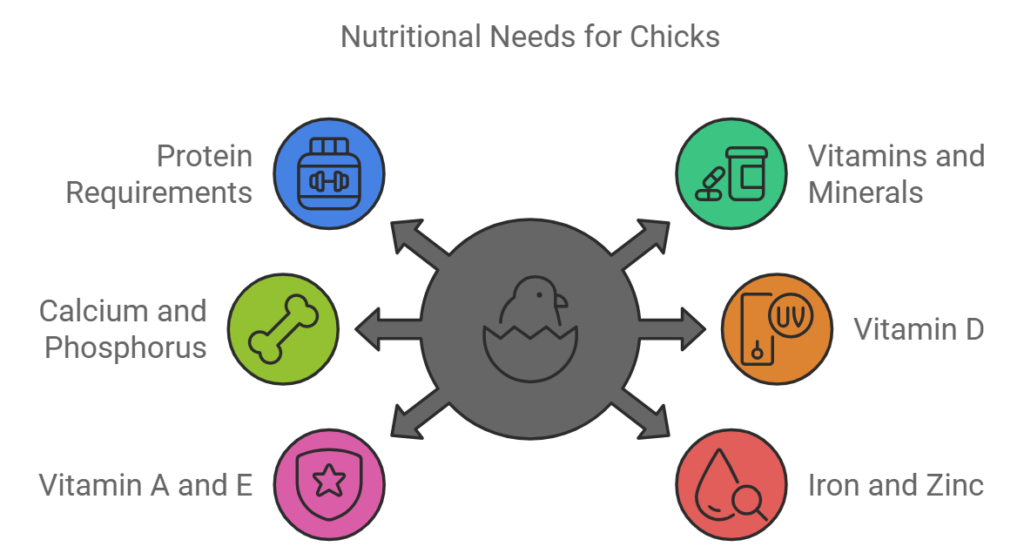 Nutritional Needs for Chicks