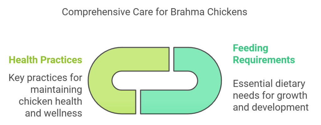 Comprehensive Care for Brahma Chickens