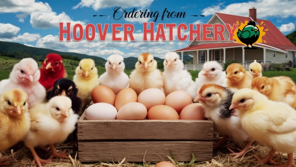 Ordering from Hoover Hatchery